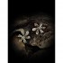 Σκουλαρίκια - τροπικό λουλούδι